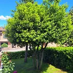 La Dei Nonni * Colle di Val d'Elsa